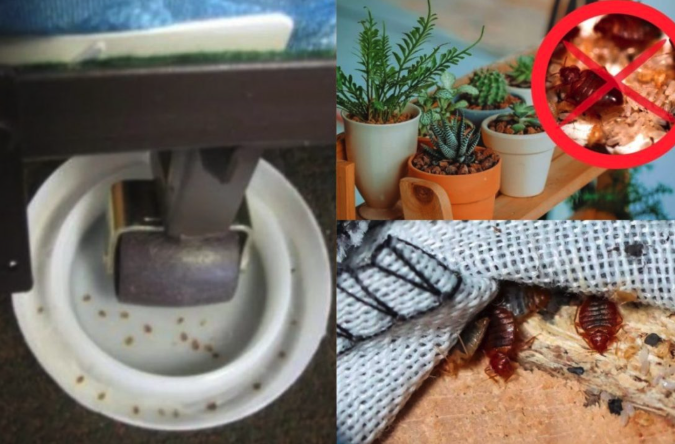 Cómo evitar la presencia de chinches en casa si vives en Getafe