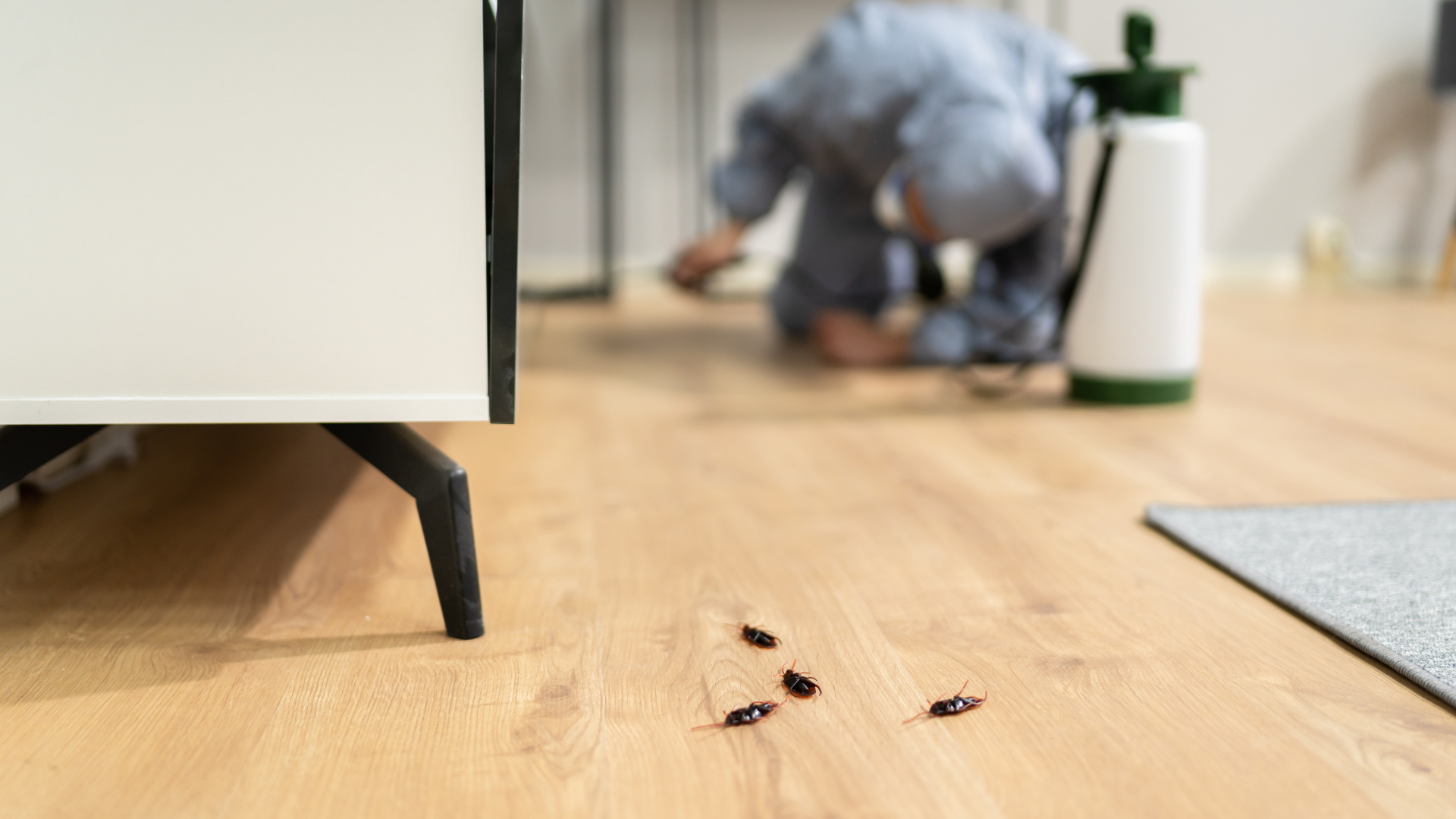 Verano en Getafe: cómo evitar plagas de cucarachas, hormigas y mosquitos en casa
