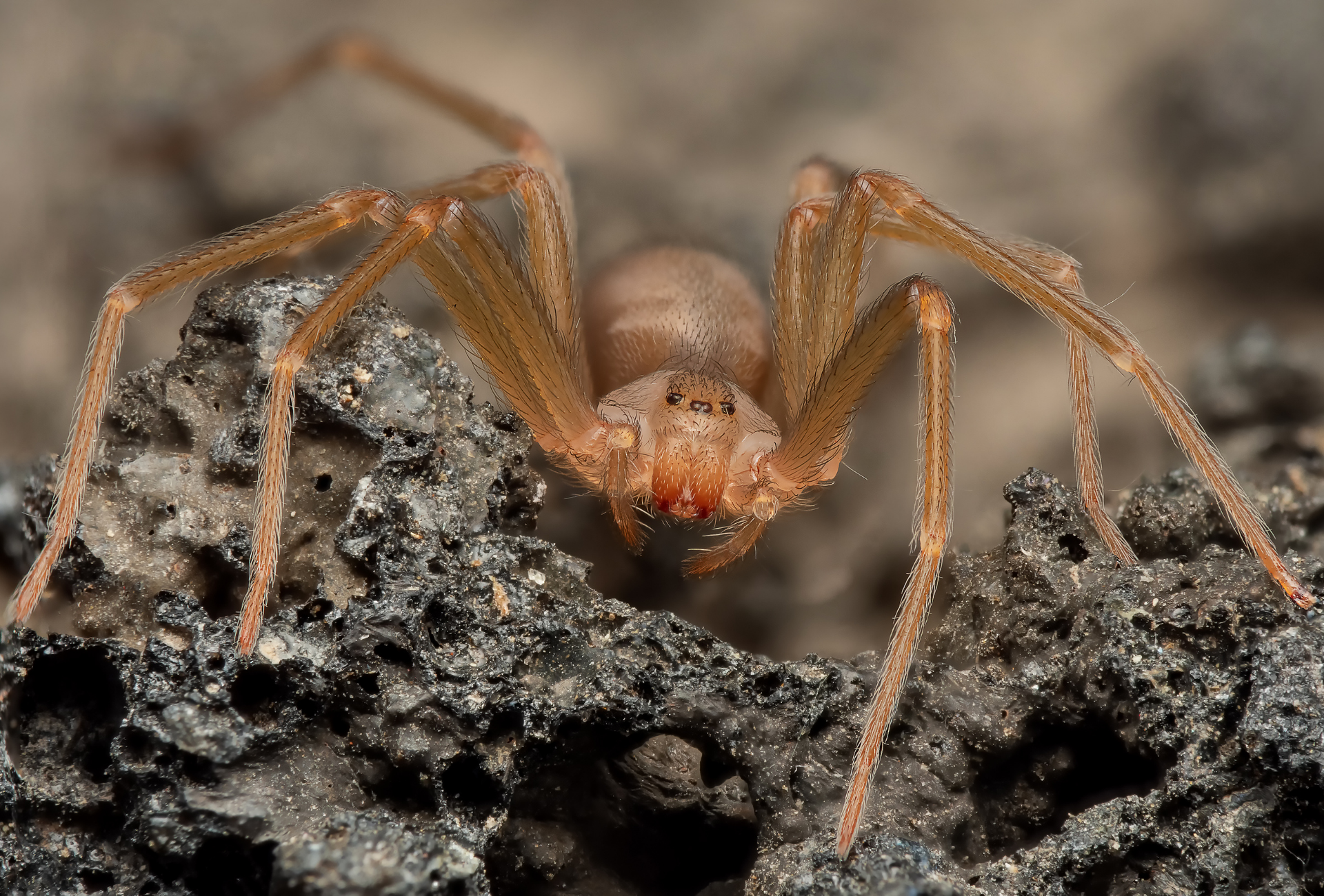 Araña violinista en Getafe: cómo prevenir su aparición en casa