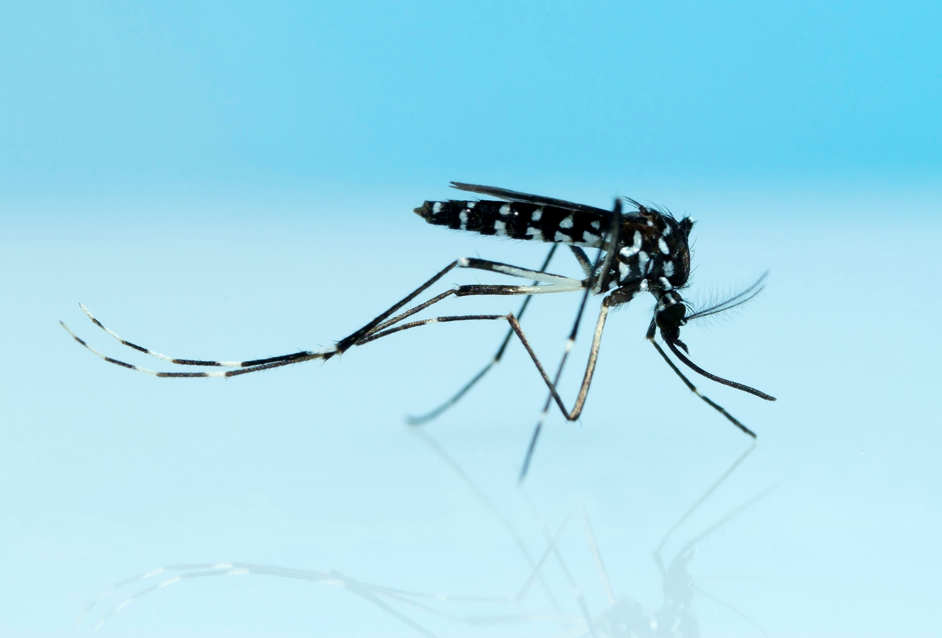 Mosquito tigre en Getafe: un reto en áreas urbanas e industriales